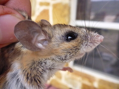 Peromyscus pectoralis