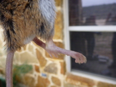 Peromyscus pectoralis