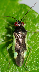 Tuicoris