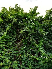 Rivea hypocrateriformis