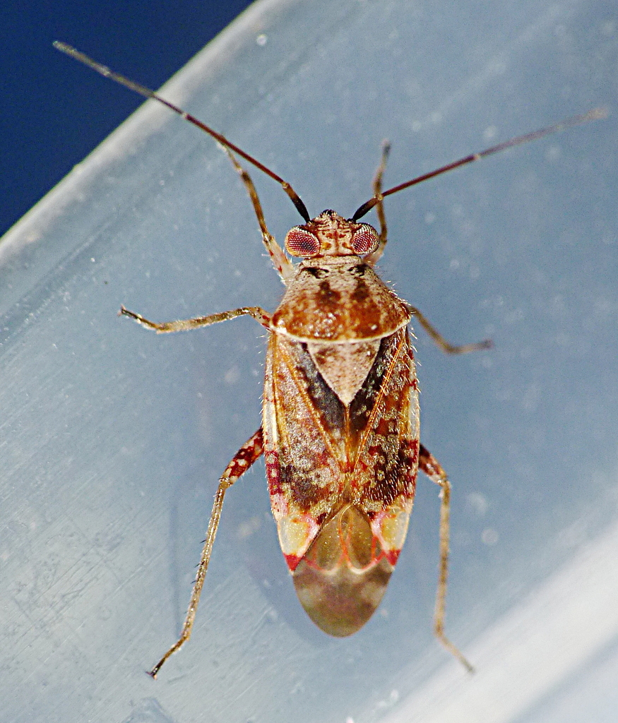 Tinginotum minutum