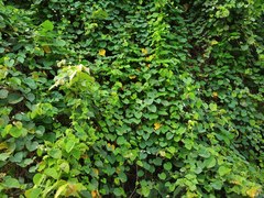 Rivea hypocrateriformis