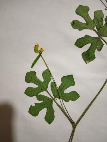 Indian Bean (Vigna indica)