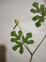 Vigna indica