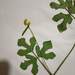 Vigna indica - Photo (c) S.MORE,  זכויות יוצרים חלקיות (CC BY-NC), uploaded by S.MORE