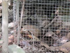 Indotestudo elongata