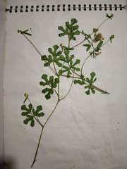 Vigna indica