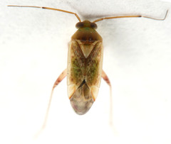 Diomocoris