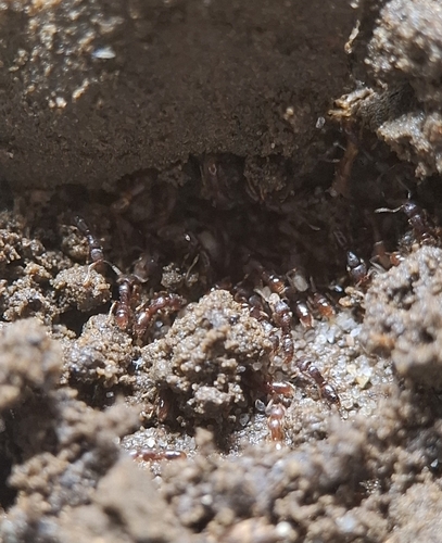 Holcoponera luzonensisHolcoponera luzonensis