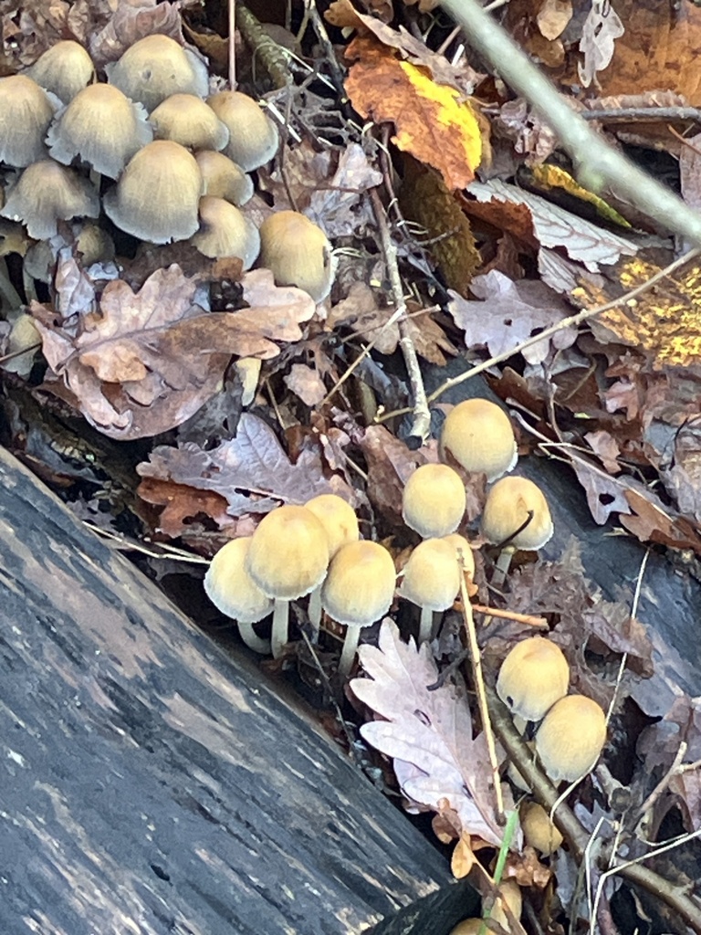 Coprinellus micaceus · December 2025 · photo: © empressmoth (iNaturalist, cc0)