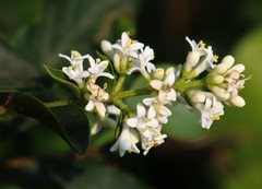 Ligustrum robustum perrottetii