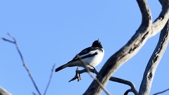 Certhionyx variegatus