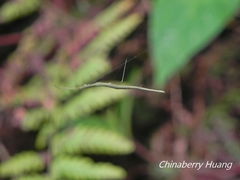 Ariamnes cylindrogaster