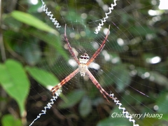 Argiope aetheroides