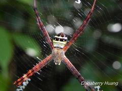 Argiope aetheroides