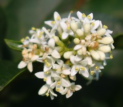 Ligustrum robustum perrottetii