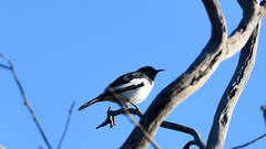 Certhionyx variegatus