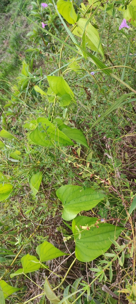 Dioscorea chondrocarpa (Dioscorea chondrocarpa)