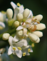 Ligustrum robustum perrottetii