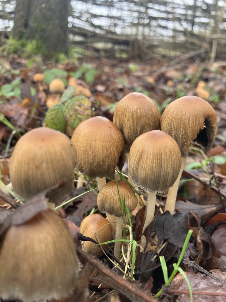 Coprinellus micaceus · December 2025 · photo: © empressmoth (iNaturalist, cc0)