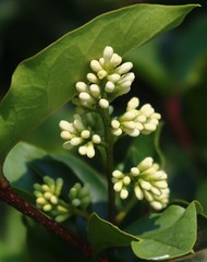 Ligustrum robustum perrottetii