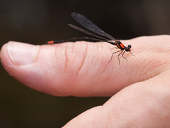 Nososticta impercepta