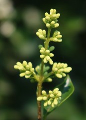 Ligustrum robustum perrottetii