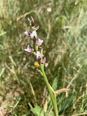 Prasophyllum suttonii