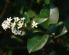 Ligustrum robustum perrottetii