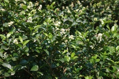 Ligustrum robustum perrottetii