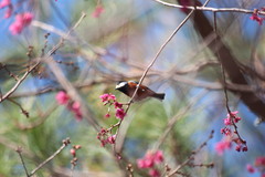 Sittiparus castaneoventris