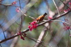 Sittiparus castaneoventris