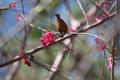 Sittiparus castaneoventris