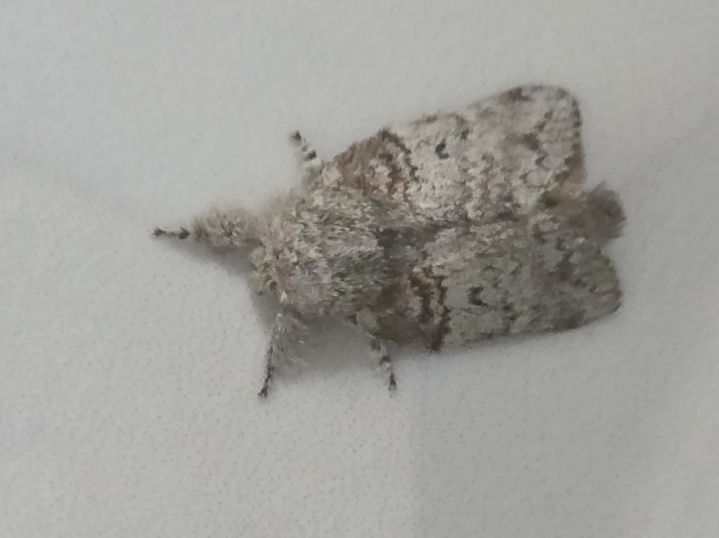 Euglyphis guttivena