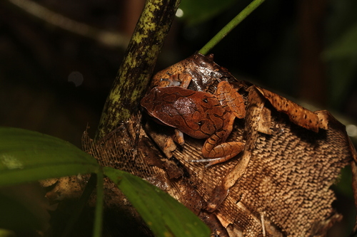 Mahanoro Digging Frog, Plethodontohyla notosticta