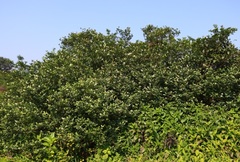 Ligustrum robustum perrottetii