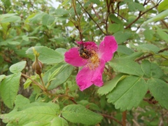 Brachyta interrogationis