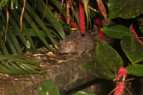 Greater Hedgehog Tenrec