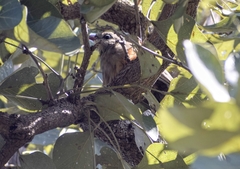 Taccocua leschenaultii