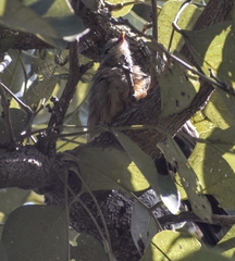 Taccocua leschenaultii