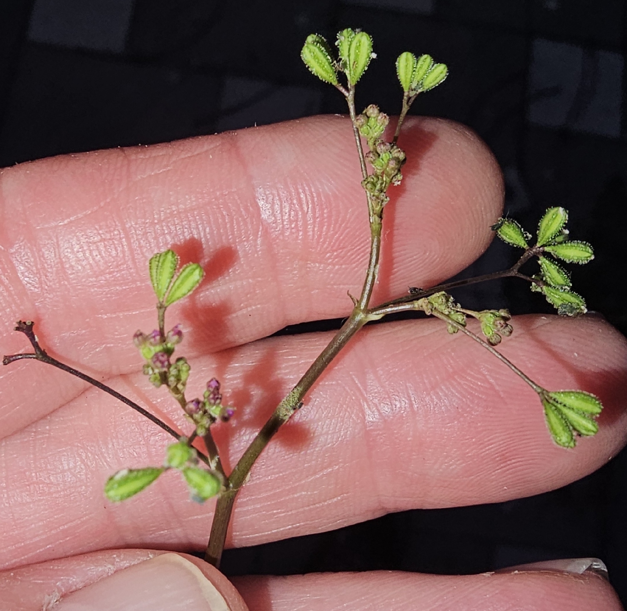 Boerhavia diffusa — ảnh 3