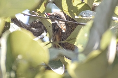 Taccocua leschenaultii