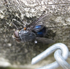 Calliphora quadrimaculata