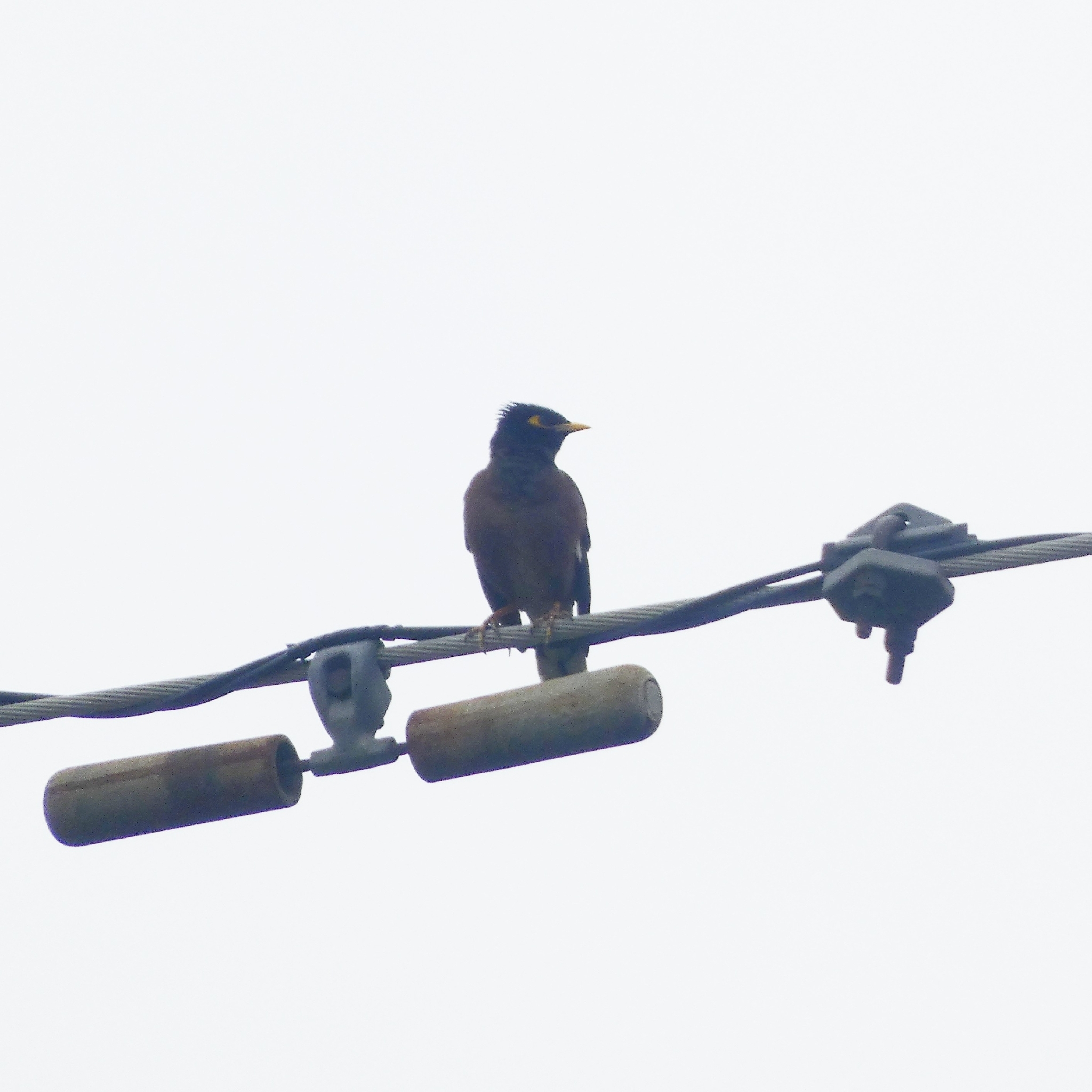 Acridotheres tristis (Linnaeus, 1766)
