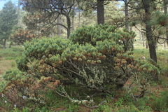 Pinus culminicola