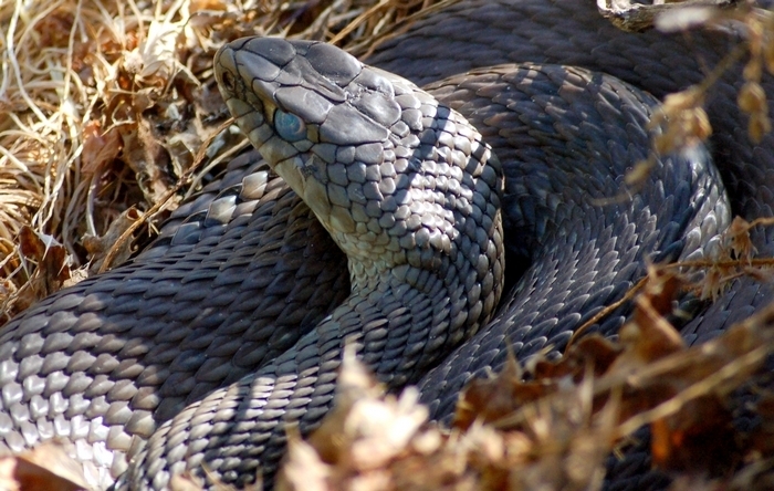 Malpolon monspessulanus monspessulanus