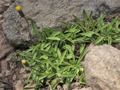 Raillardella scaposa