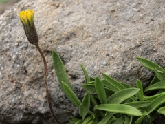 Raillardella scaposa