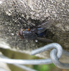 Calliphora quadrimaculata