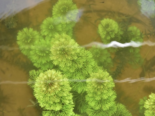 Diverse-leaved Marshweed (Limnophila heterophylla)